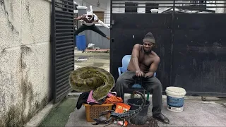 Snake in the laundry basket || brightlight comedy 