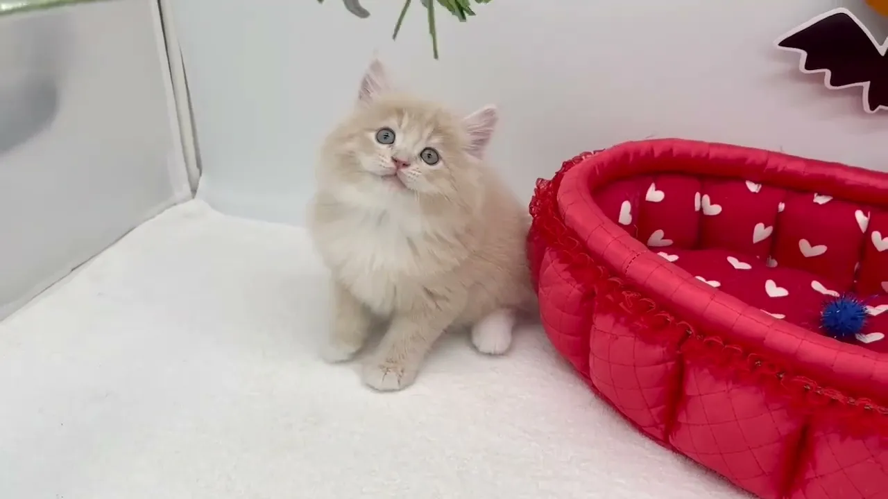動画
