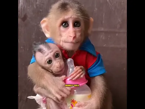 The Naughtiest Baby Animals Ever! 😂🐾