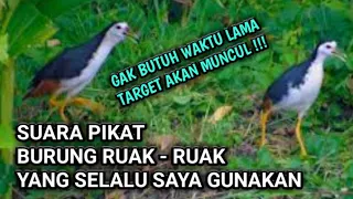 Download SUARA MP3 PIKAT BURUNG RUAK - RUAK MP3