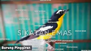 Download Suara SIKATAN EMAS memanggil lawan MP3