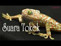 Download Lagu Suara Tokek Seram asli - Suara tokek raksasa yang menakutkan | Tokek