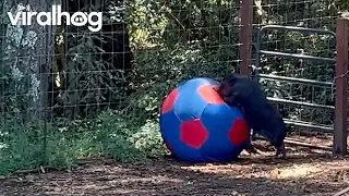 Pig Plays With Giant Soccer Ball || ViralHog