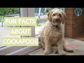 EVERYTHING YOU NEED TO KNOW ABOUT COCKAPOOS KEYSTONE PUPPIES