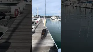 Good morning.. #fyp #dream #youtube #doberman #pets