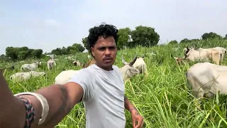 arjun thakor new vidio gabbar thakor new vidio newmisic wedding song vidioviral vidioshort