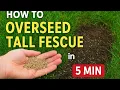 5 Basic Steps For Overseeding Your Tall Fescue Lawn under 5 min