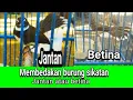 Cara membedakan burung sikatan jantan atau betina