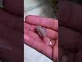 Download Lagu KASIAN!! INDUK IKAN LAGI HAMIL BESAR MATI , PULUHAN IKAN DI KOLAM MATI MASAL #shorts