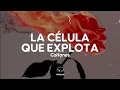 Caifanes - La Célula Que Explota (Letra)