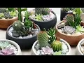 What are spiny plants