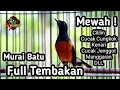 Download Lagu MURAI BATU GACOR FULL ISIAN TEMBAKAN CILILIN KENARI CUCAK JENGGOT CUNGKOK KORLAP