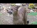 Nervous Mountain Lion Kitten Calls Mom with a Chirp Trail Cam Footage