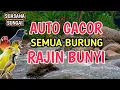 AUTO GACOR‼️ Suasana Sungai Pagi Hari Yang Disukai Burung - Terapi Burung Rajin Bunyi