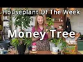 Download Lagu Money Tree - Houseplant of the Week