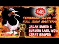 Download Lagu Masteran Jalak Suren Langsung Nyaut - Pancingan Burung Lain Jadi Ikut Bunyi