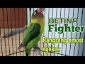 masteran penggacoran lovebird BETINA sekaligus merangsang EMOSI NGEKEK | pancingan LB BETINA