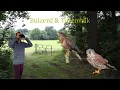 Download Lagu Vogel beginnerscursus deel 2 #2 - Buizerd \u0026 Torenvalk