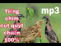 Lagu Tiếng chim cút quýt chuẩn 100 %/file chuẩn có la lùm