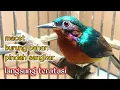 Download Lagu atasi Kolibri Wulung macet,burung bahan,pindah kandang segera berbunyi lagi.
