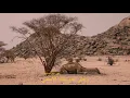 Mishaal - Mister Mister (Lyric Video)