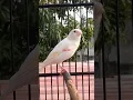 Download Lagu Best timbrado canary singing