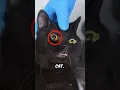 Download Lagu Strange Gel in Cat's Eyes 😳