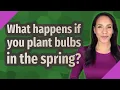 What happens if you plant bulbs in the spring