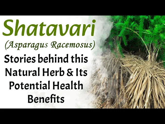 Watch Video Shatavari (Asparagus racemosus) - Natural Herb & Its Potential Health Benefits