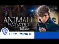 Video di Animali Fantastici e dove trovarli - I Primi minuti!