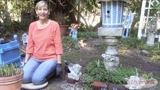 How to Divide and Replant a Hosta Plant