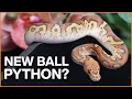 New Ball Python - Now What Tips For Success