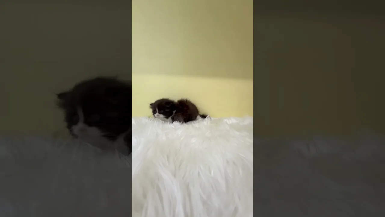 動画
