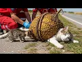 Kind People Step In to Save a Trapped Cat and Her Kitten