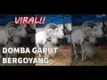 Lagu Lagi Viral!! Domba Garut Joged Goyang Mantap