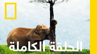 الفيل الآسيوي أسرار الفيلة ناشونال جيوغرافيك أبوظبي 