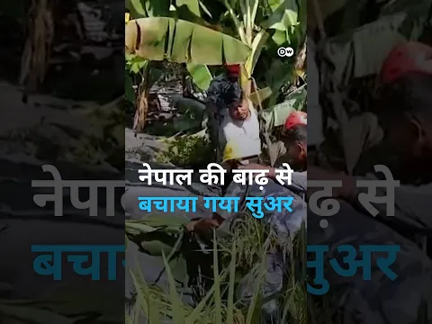 दलदल में जा फंसा सुअर ऐसे निकाला गया [Rescuers pull pig from thick mud amid flooding in Nepal]