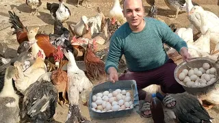 خلطه ممتازه لزيادة إنتاج البيض بجوده عاليه مستحيل تشتكي من قله البيض مع المعجزه الربانيه بأقل تكلفة دندنها