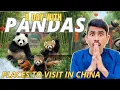 Panda City in China Rare Pandas Red Pandas Chengdu Panda Base Exploring China s Wildlife