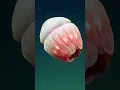 Download Lagu Forty potential new species found in deep-sea canyon