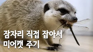 잠자리 직접 잡아서 미어캣 주기