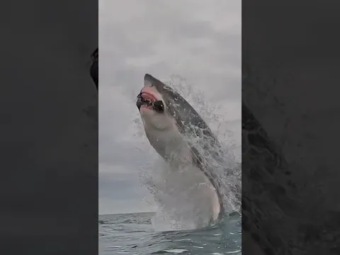 os 3 TUBARÕES mais perigosos do mundo! 🌊🦈 #tubarão #shorts