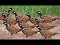 Lagu Wild Wings of Pakistan – 15 zeldzaamste vogelsoorten van de woestijn en de Himalaya