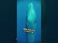 Why Do Sperm Whales Sleep Vertically EXPLAINED
