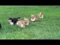 Welsh Corgi Puppies For Sale