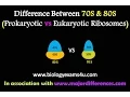 Difference between 70S and 80S Ribosomes Prokaryotic vs Eukaryotic ribosomes
