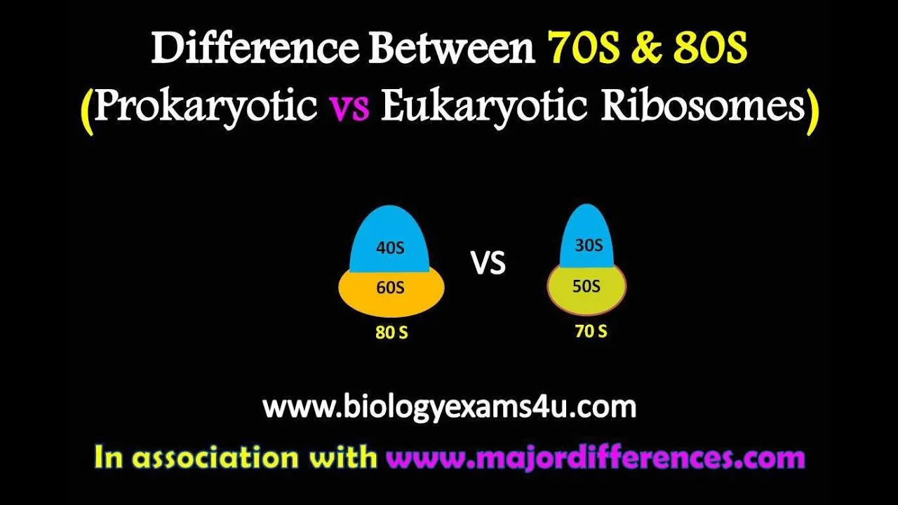 Difference between 70S and 80S Ribosomes | Prokaryotic vs Eukaryotic ribosomes
