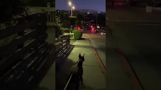 #fyp #dream #pets #doberman #vlog