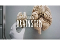 Neuroanatomy S1 E3 Overview of the Brainstem
