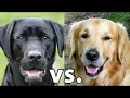Golden Retriever vs Labrador Retriever Which Is Better